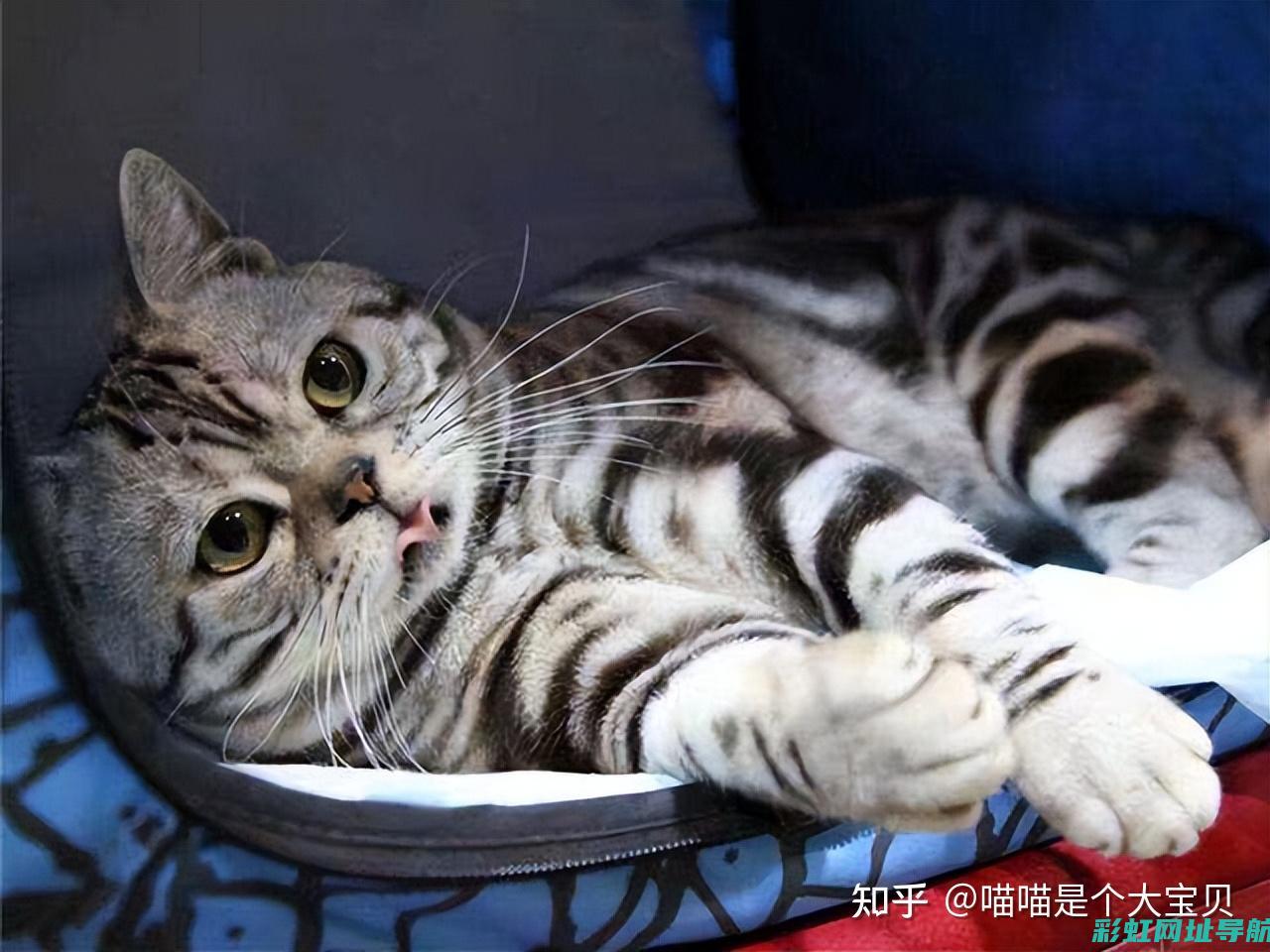 揭秘：猫只误入发动机仓，背后隐藏着什么？