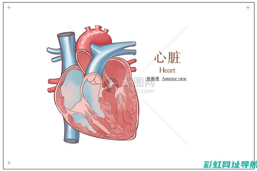 心脏：人体的核心发动机 (心脏人体的发动机教学设计)