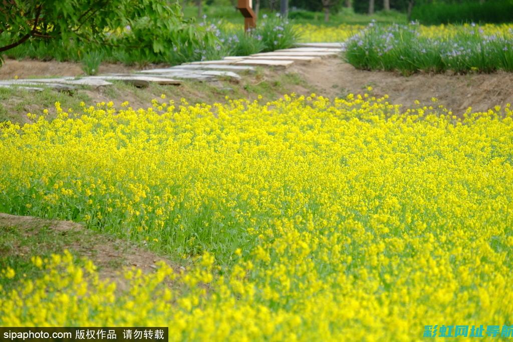 深入探究玉菜发动机：工作原理及优势特点 (深入探究玉菜的特点)