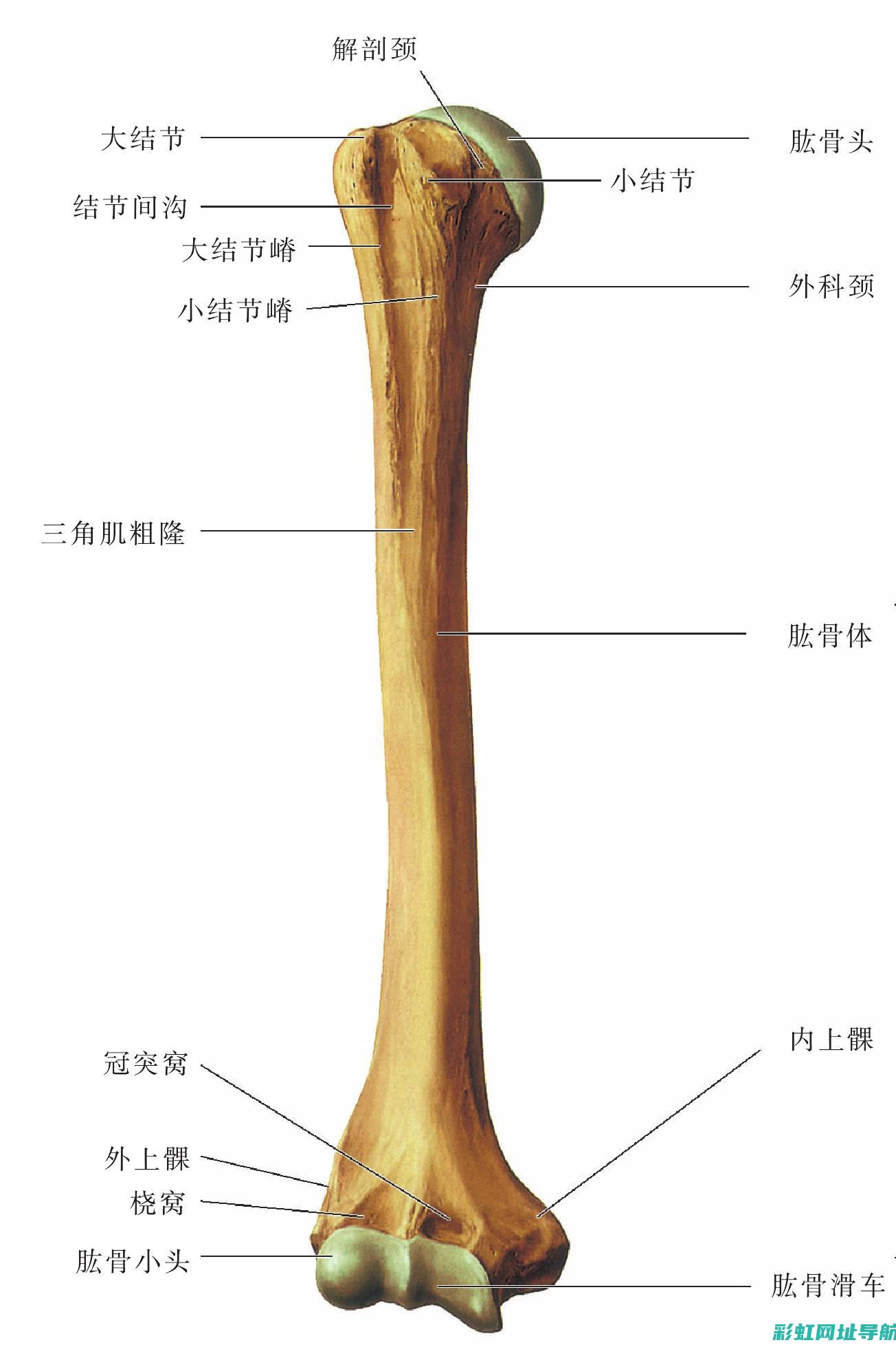 通过图解全面了解陆丰X8发动机正时系统：维护和保养指南 (全面详尽)