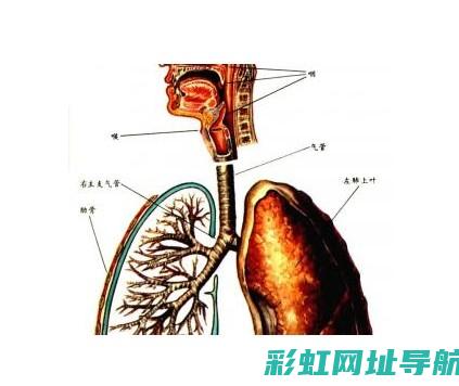 气道相关知识