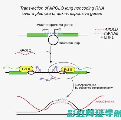 揭秘R转子发动机：工作原理、性能特点与应用前景展望 (转子rotor)