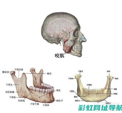 深入了解咬地鲨发动机：原理、特点及应用领域