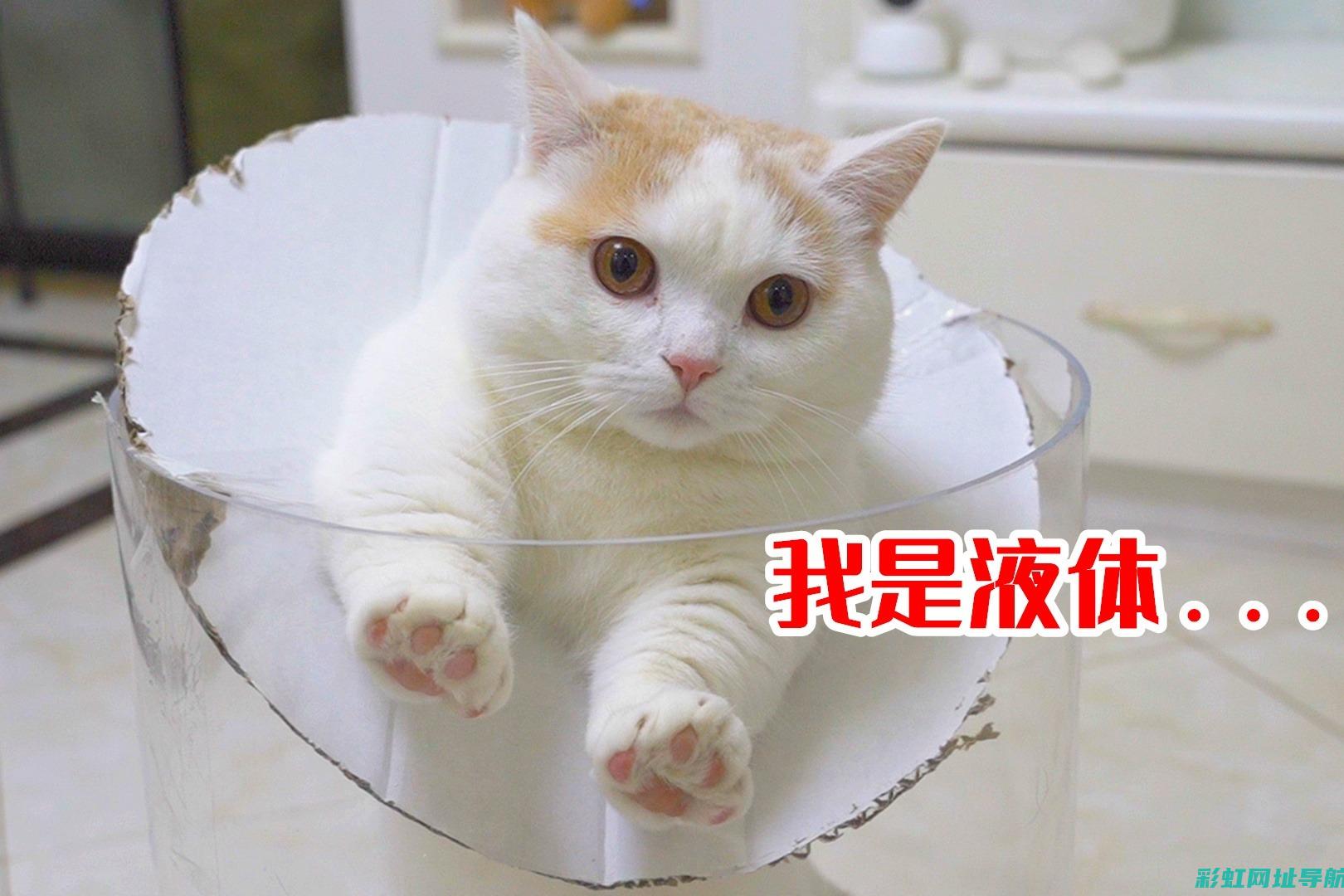 探秘猫咪钻进发动机的背后故事，温情与惊险交织 (猫咪钻进钻出动图)