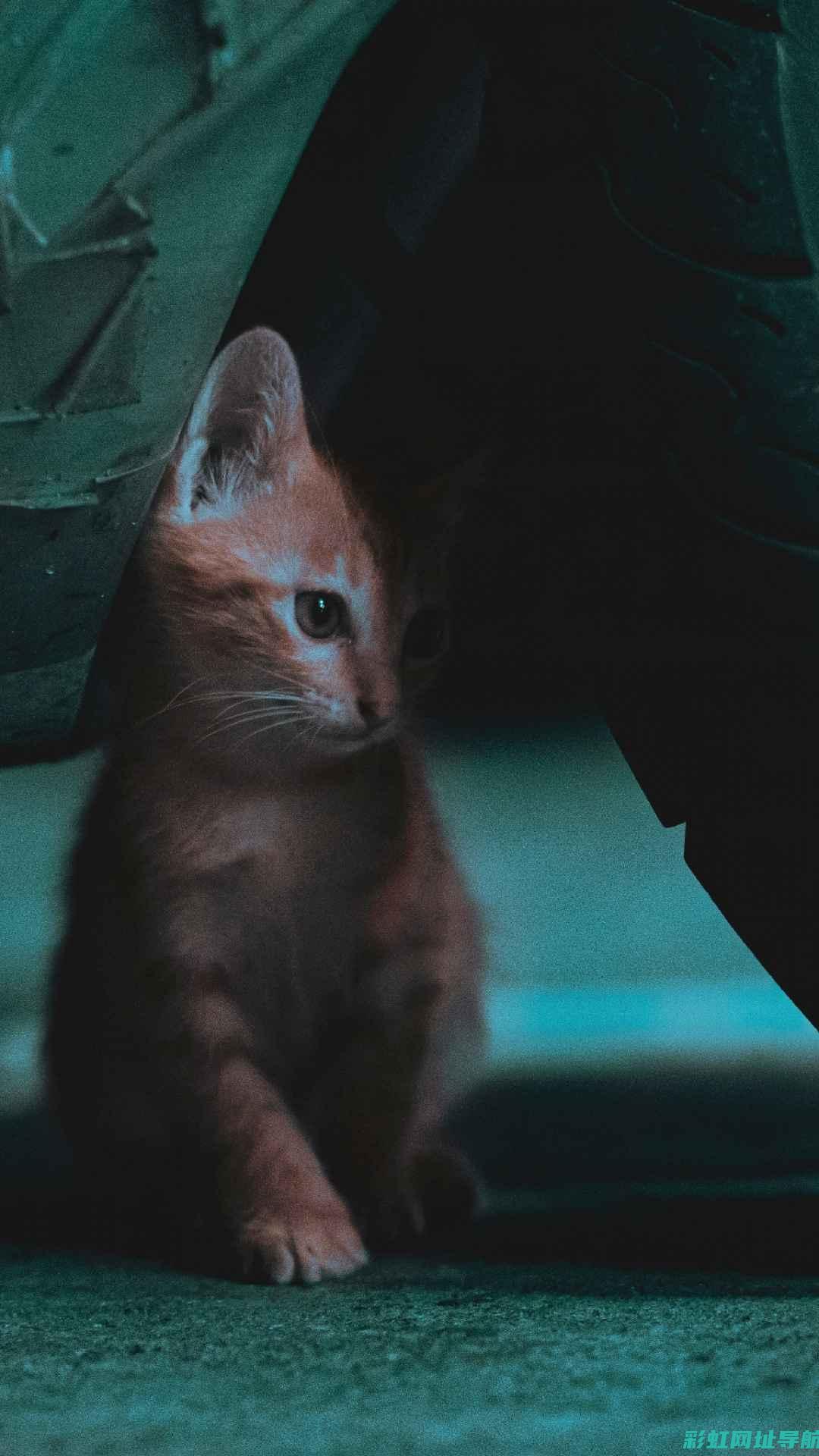 引擎之下，猫儿的惊险旅程：发动机舱成为小生灵的冒险之地 (引擎之心小说)