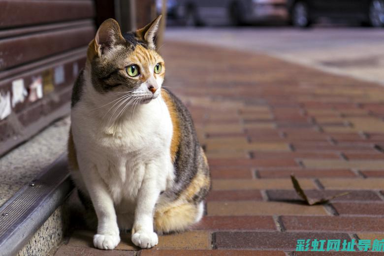 面对猫咪入侵发动机仓，车主应该如何应对与预防？ (面对猫咪入侵怎么办)